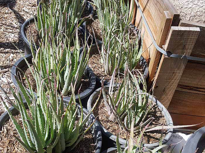 Aloe Blue Elf